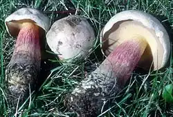 Boletus inedulis