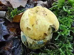 Boletus junquilleus
