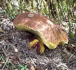 Butyriboletus loyo