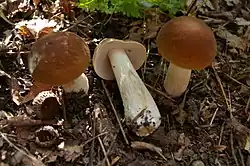 Boletus nobilis