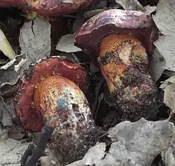 Boletus permagnificus