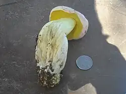 Butyriboletus pulchriceps