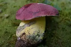 Butyriboletus roseopurpureus