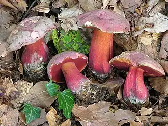 Boletus rubrosanguineus
