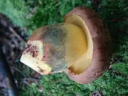 Butyriboletus brunneus
