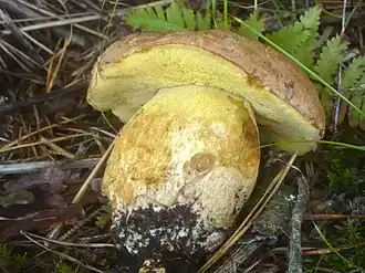 Butyriboletus subappendiculatus