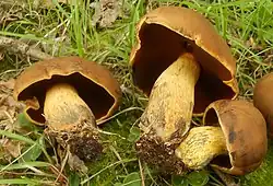 Boletus vermiculosus