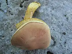 Aureoboletus viridiflavus