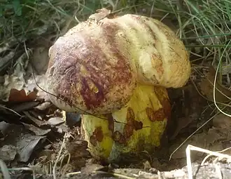 Boletus xanthopurpureus
