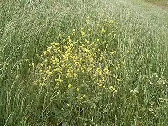 alternativní popis obrázku chybí