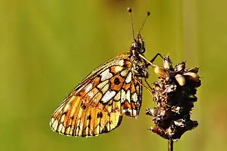 alternativní popis obrázku chybí