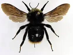 pačmelák cizopasný