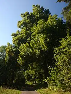 Památná Boněnovská lípa