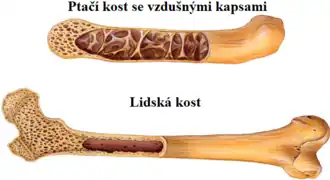 anatomie, člověk, pták, kost