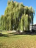 Vrba na návsi