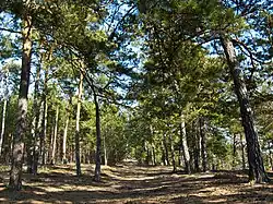 Reliktní bory na Boru