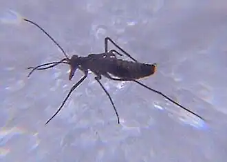 alternativní popis obrázku chybí