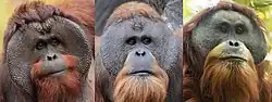 Srovnání tváří tří žijících druhů orangutanů