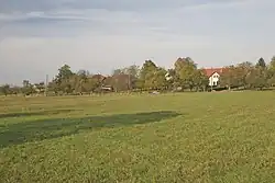 Borovice u Libníkovic