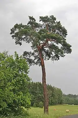 Solitér borovice lesní