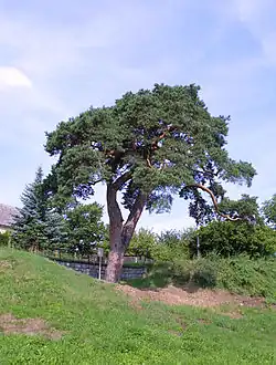 Borovice v Kamenném Újezdě