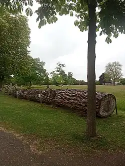 Torzo stromu (květen 2025)