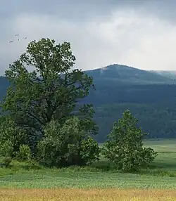 Borůvková hora ze severu