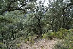 Záběr do suchého stálezeleného lesa se vzrostlými doby a řídkým podrostem