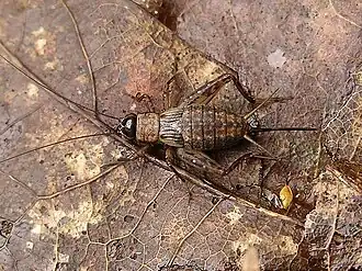 alternativní popis obrázku chybí