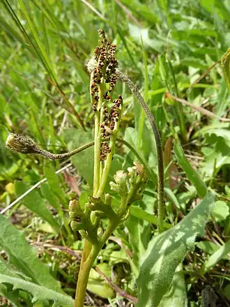 alternativní popis obrázku chybí