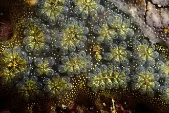 zřasenka středomořská z řádu zřasenky