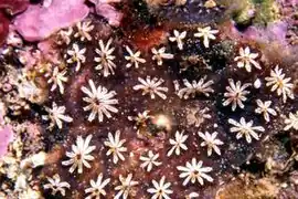 alternativní popis obrázku chybí