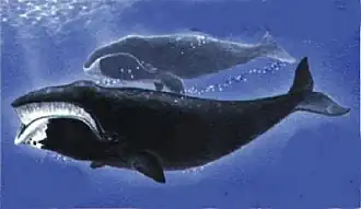 alternativní popis obrázku chybí