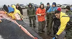 Fotografie skupiny aljašských inuitů-velrybářů, kteří za pomoci lan a háků zakleslých do silné vrstvy podkožního tuku stahují kůži velryby nařezanou na mohutné pruhy.