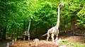 Brachiosaurus, DinoPark Košice