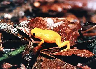 Ropušenka drobná na listu