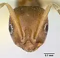 Mravenec Brachymyrmex heeri
