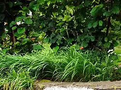 Válečka prapořitá (Brachypodium pinnatum)