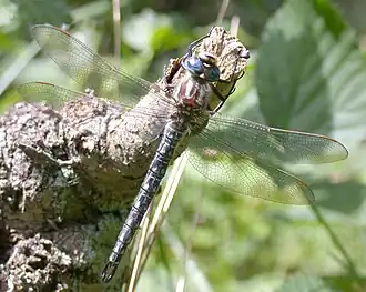 alternativní popis obrázku chybí