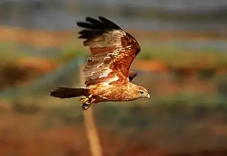 Nedospělý jedinec v indické Kérale