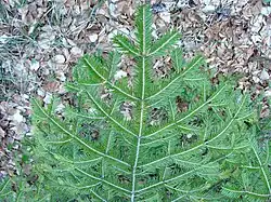 Pravidelně větvená jedlová větvička na zemi