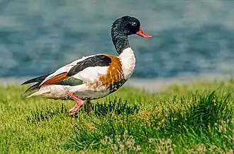 alternativní popis obrázku chybí