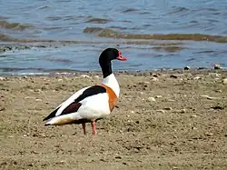 Husice liščí (Tadorna tadorna)