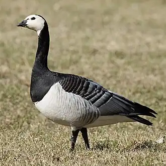 alternativní popis obrázku chybí