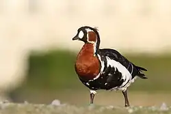 Berneška rudokrká (Branta ruficolis)