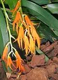 Oranžově kvetoucí druh Brassia aurantiaca