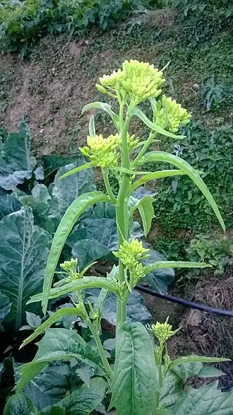 alternativní popis obrázku chybí