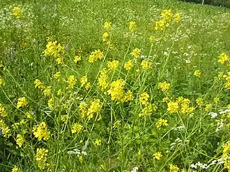 alternativní popis obrázku chybí