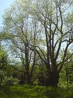 Jasany na Brčálníku