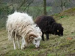 Ouessantské ovce